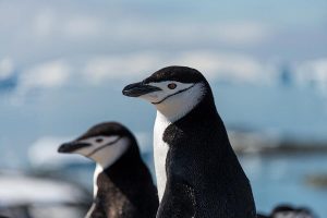 chin strap penguins