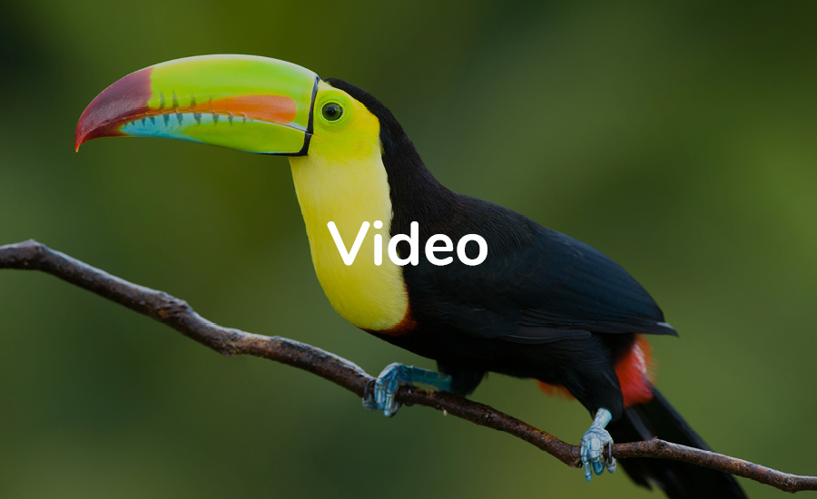  MDB_LAmerica_Video_900x550 