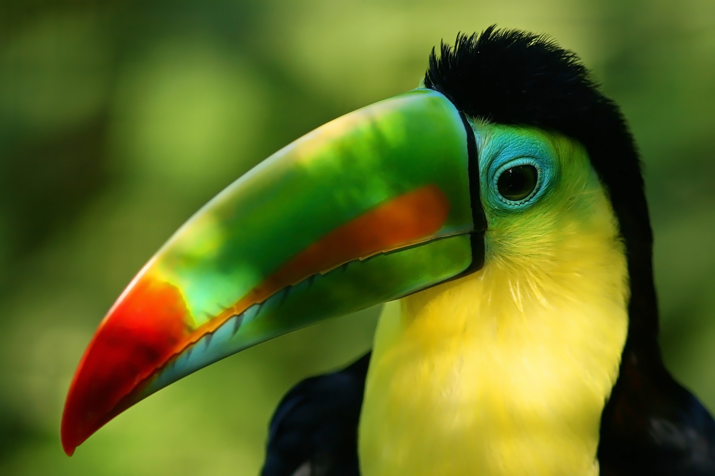 Press Release: Chimu Adventures refreshes with new Signature South America travel itineraries Toucan in South America