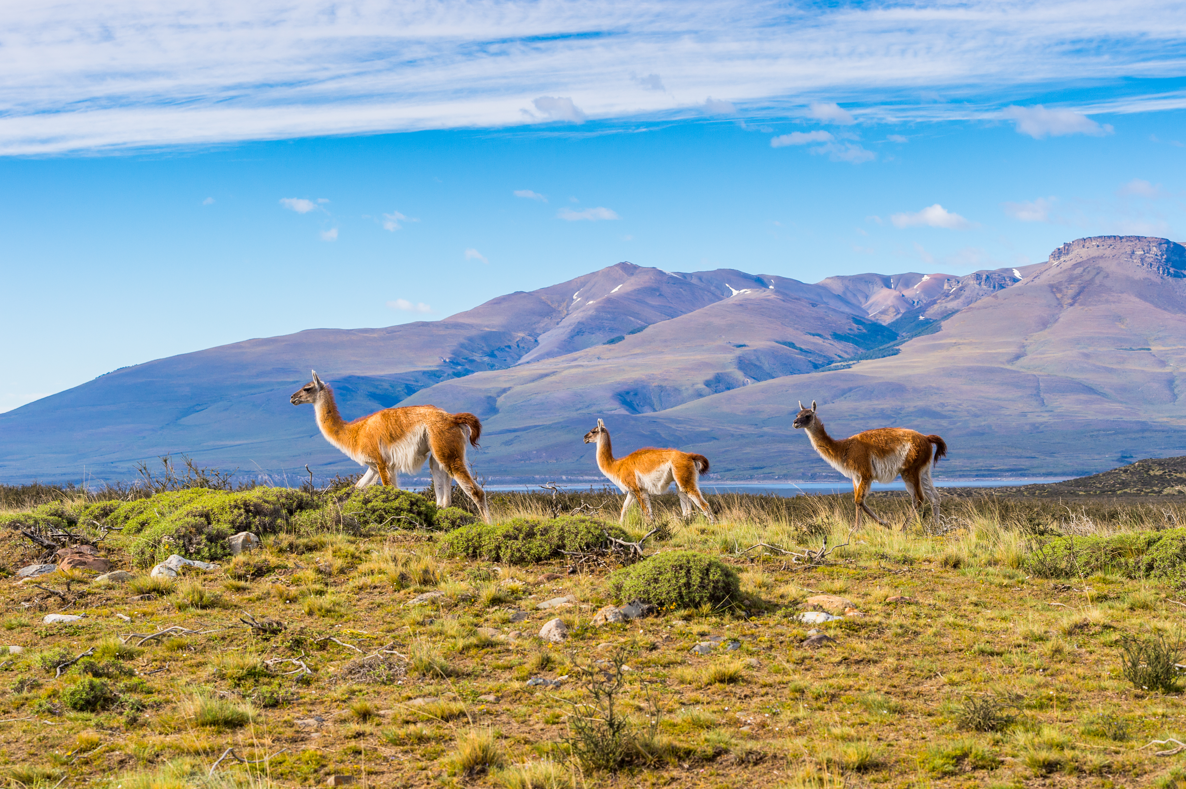 The Ultimate Guide to Wildlife in Patagonia | Chimu Adventures