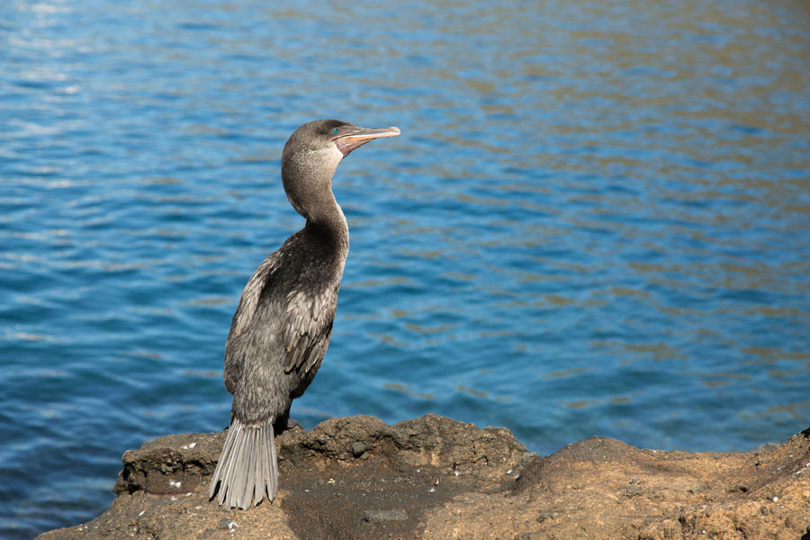 Galapagos Cormorant 
