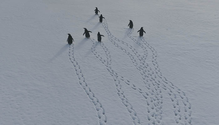 Penguins waddling away