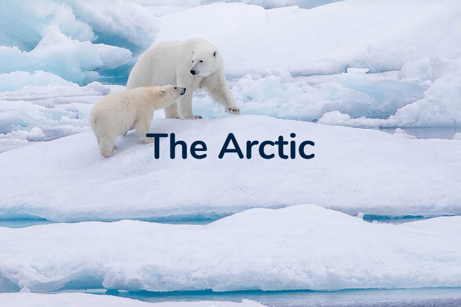 {image_alt}} 