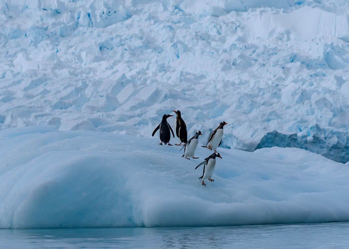 Penguins on iceberg