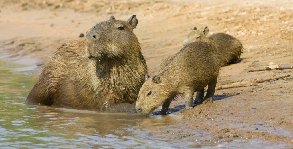 capybara family