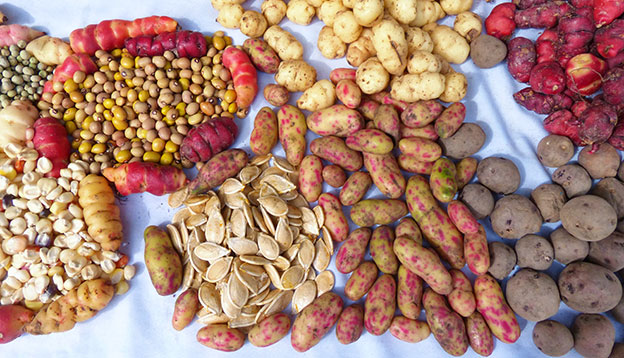 Meollco and Oca tubers - cultivate in Peru, Bolivia and Ecuador, along with beans and potato seeds on the display at food market Meollco and Oca tubers - cultivate in Peru, Bolivia and Ecuador, along with beans and potato seeds on the display at food market