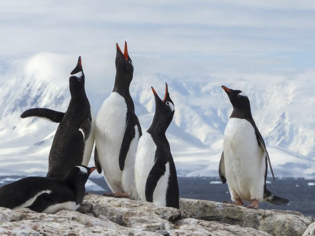 A group of happy penguins in Antarctica. A group of happy penguins in Antarctica.