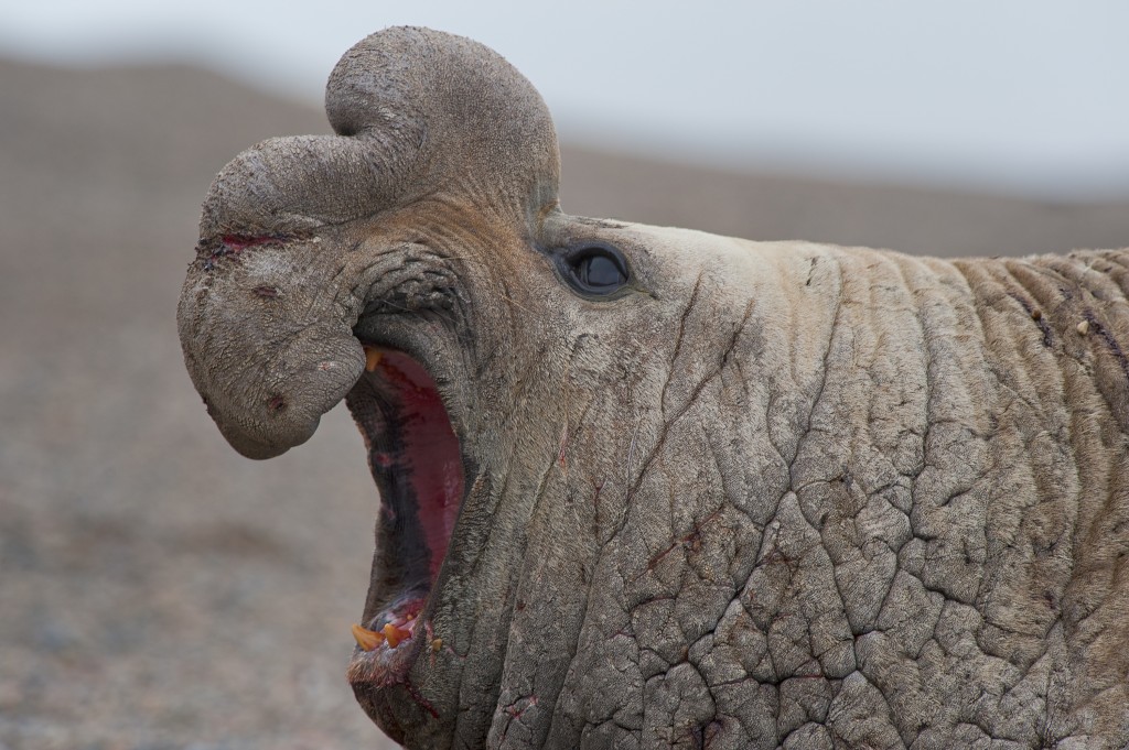 Closeup shot of Elephant Seal Closeup shot of Elephant Seal