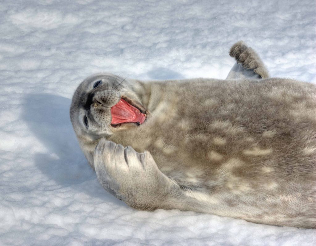 Seal with open mouth laying on the snow seal with open mouth laying on the snow
