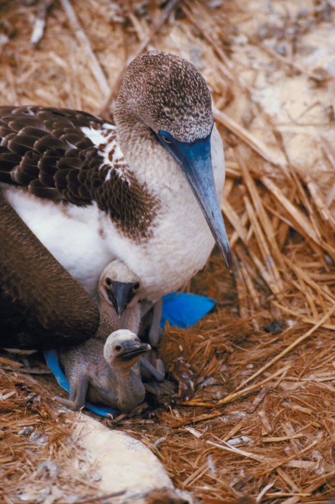 Blue footed booby Blue footed booby