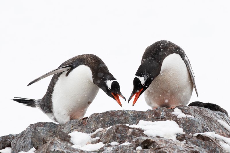 Penguins in Antarctica