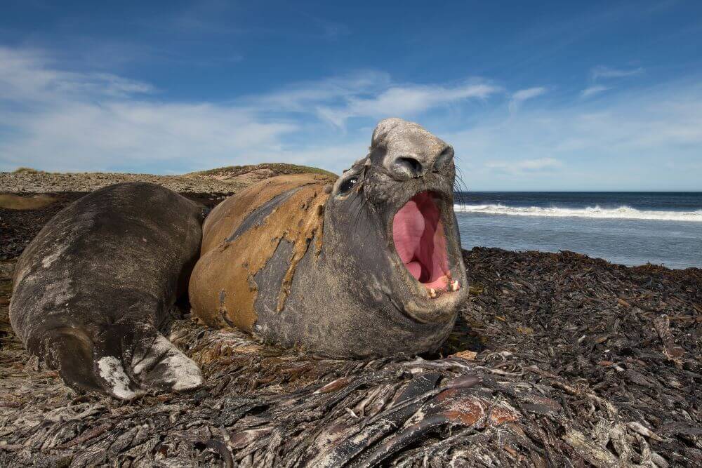 elephant seal 