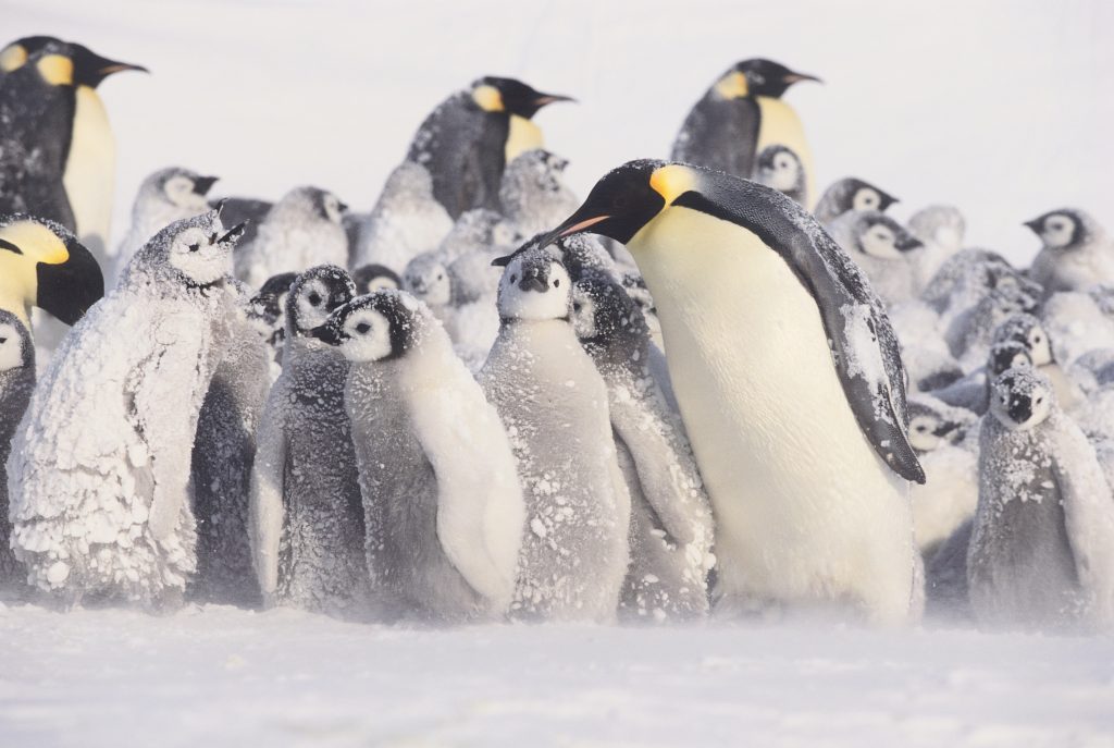 emperor penguins and their babies in the snow emperor penguins and their babies in the snow