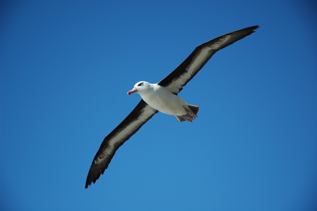 Waved Albatross Waved Albatross