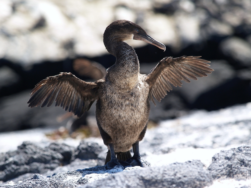 the flightless cormorant on the Galapagos the flightless cormorant on the Galapagos