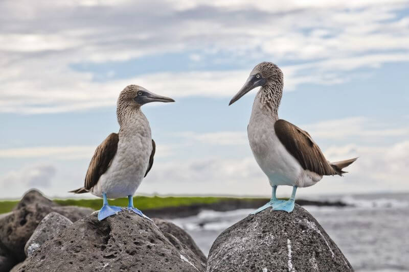 blue-footed booby in the Galapagos