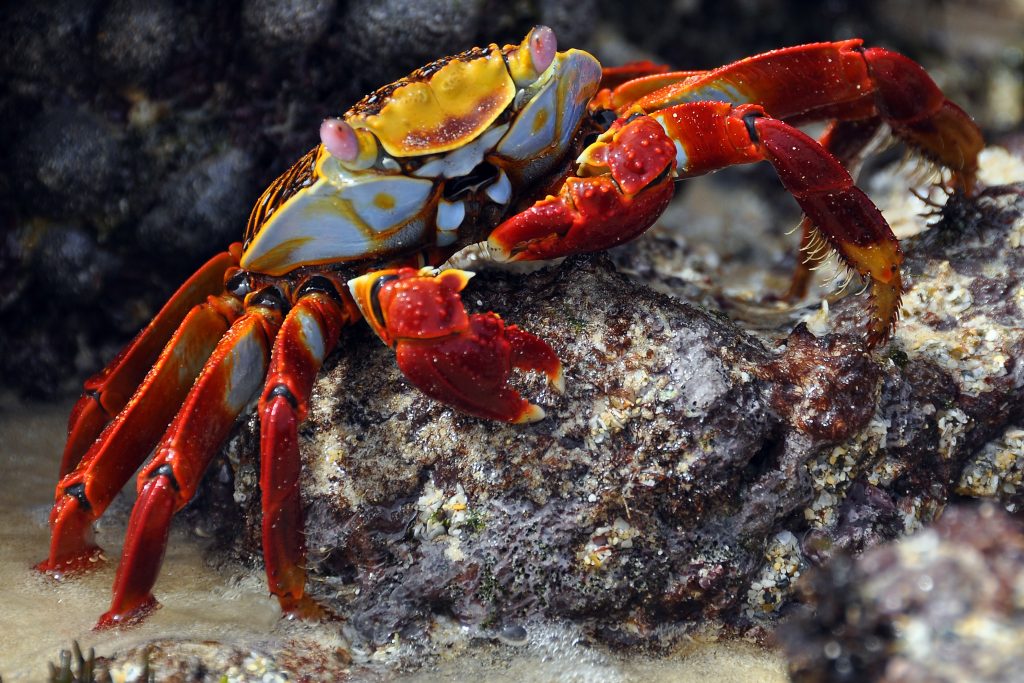 Sally lightfoot crab Sally lightfoot crab