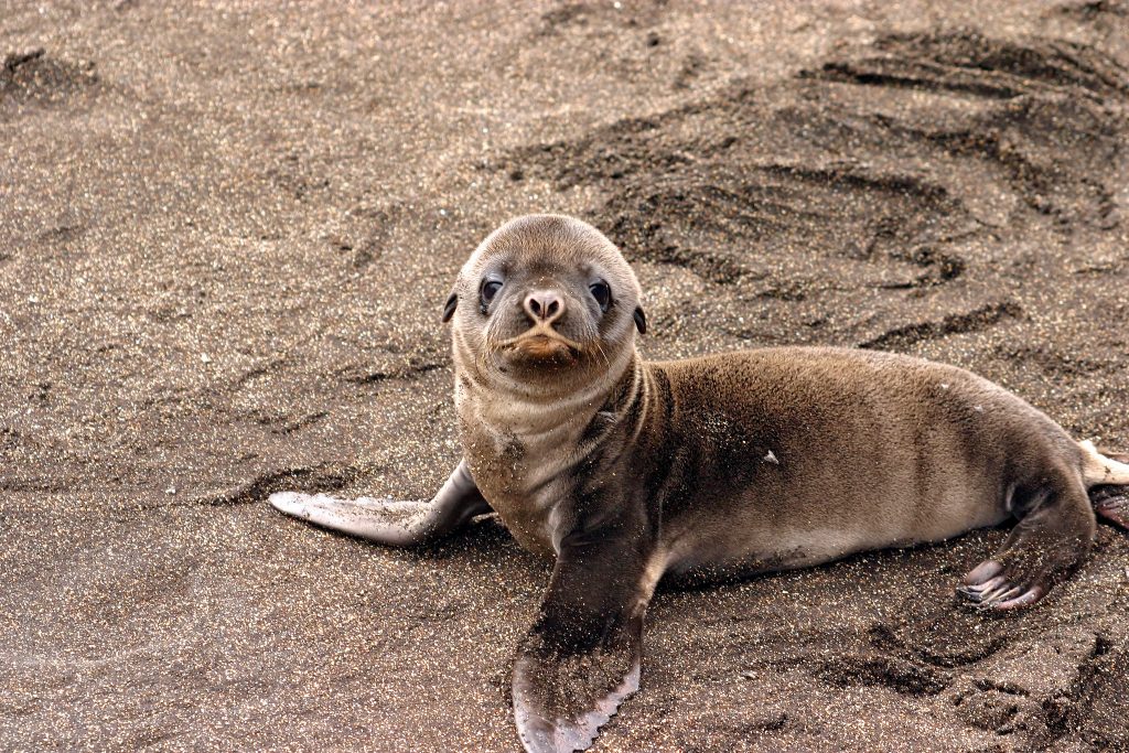 Galapagos seal sea lion Galapagos seal sea lion