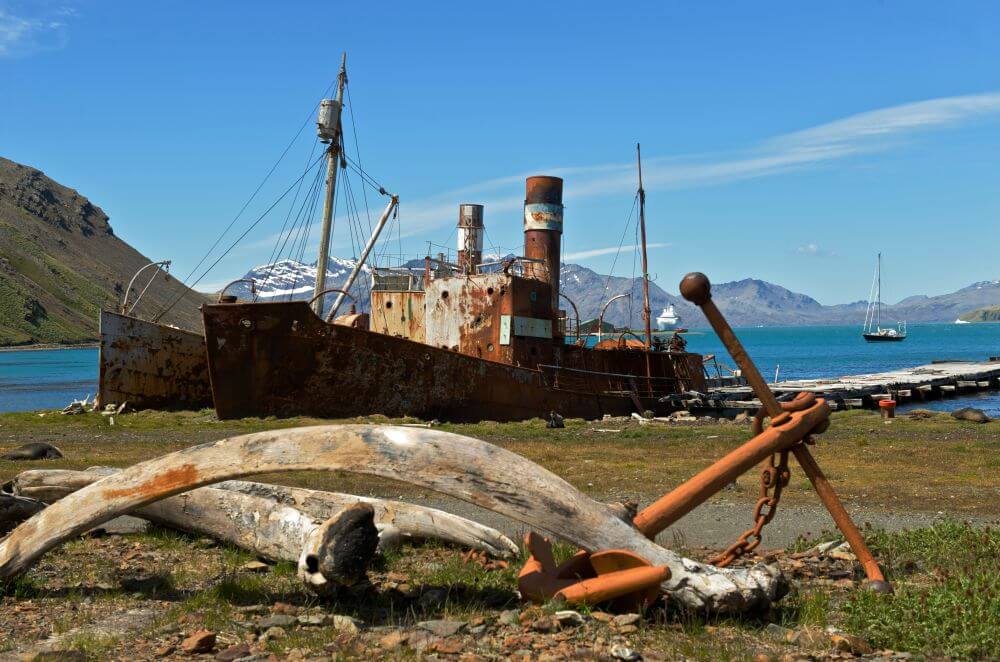 whaling remains in South Georgia