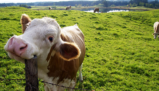 Photo of a smiling cow scratching itself on a fence post. Photo of a smiling cow scratching itself on a fence post.