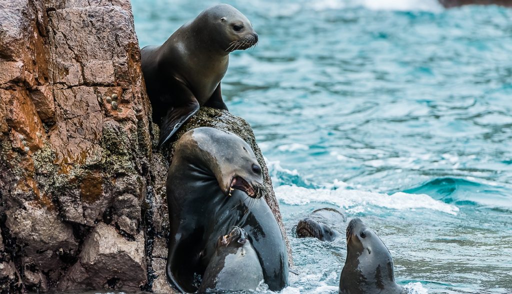 Sea lions fighting for a rock in the peruvian coast at Ballestas islands Peru Sea lions fighting for a rock in the peruvian coast at Ballestas islands Peru