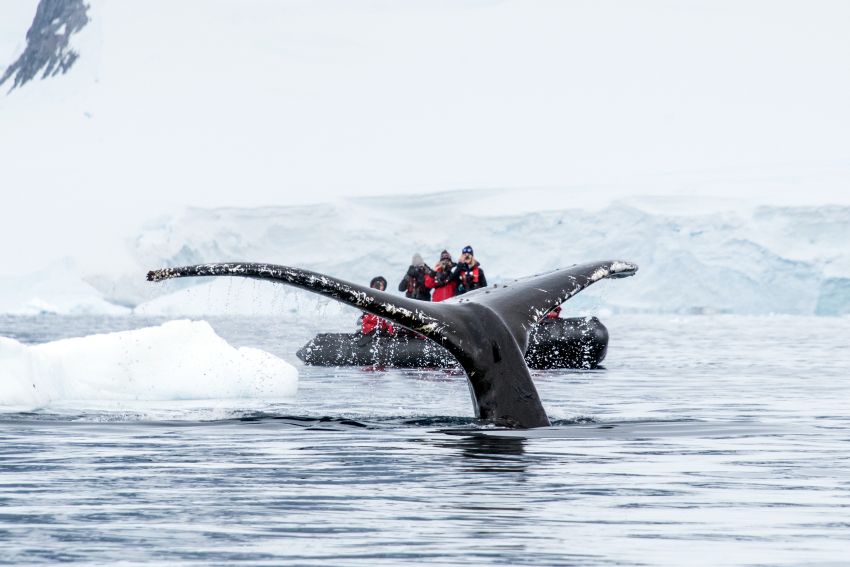 whale sighting in Antarctica