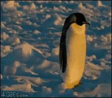 Penguin