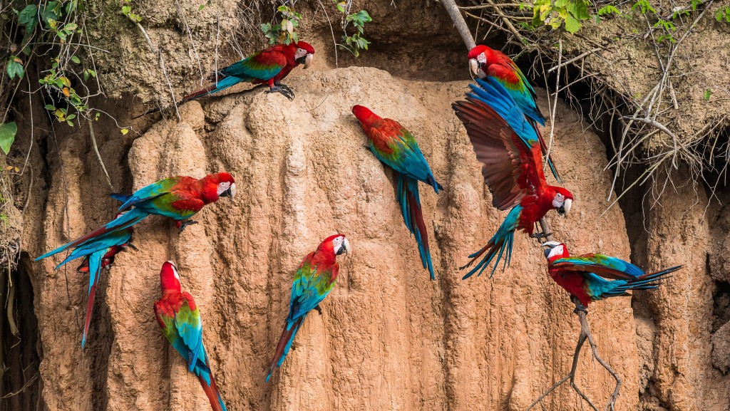 macaws on a salt lick