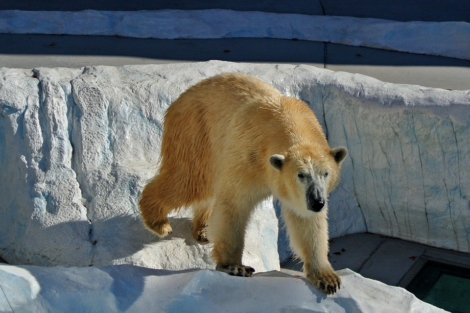 polar bear on ice