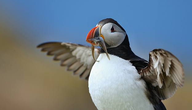 A puffin catching eels in the Arctic A puffin catching eels in the Arctic