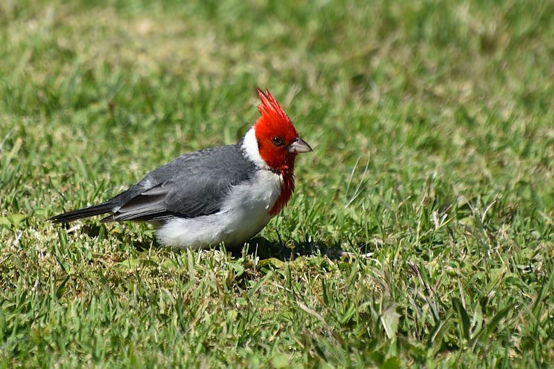 Birdwatching in Argentina | Chimu Adventures