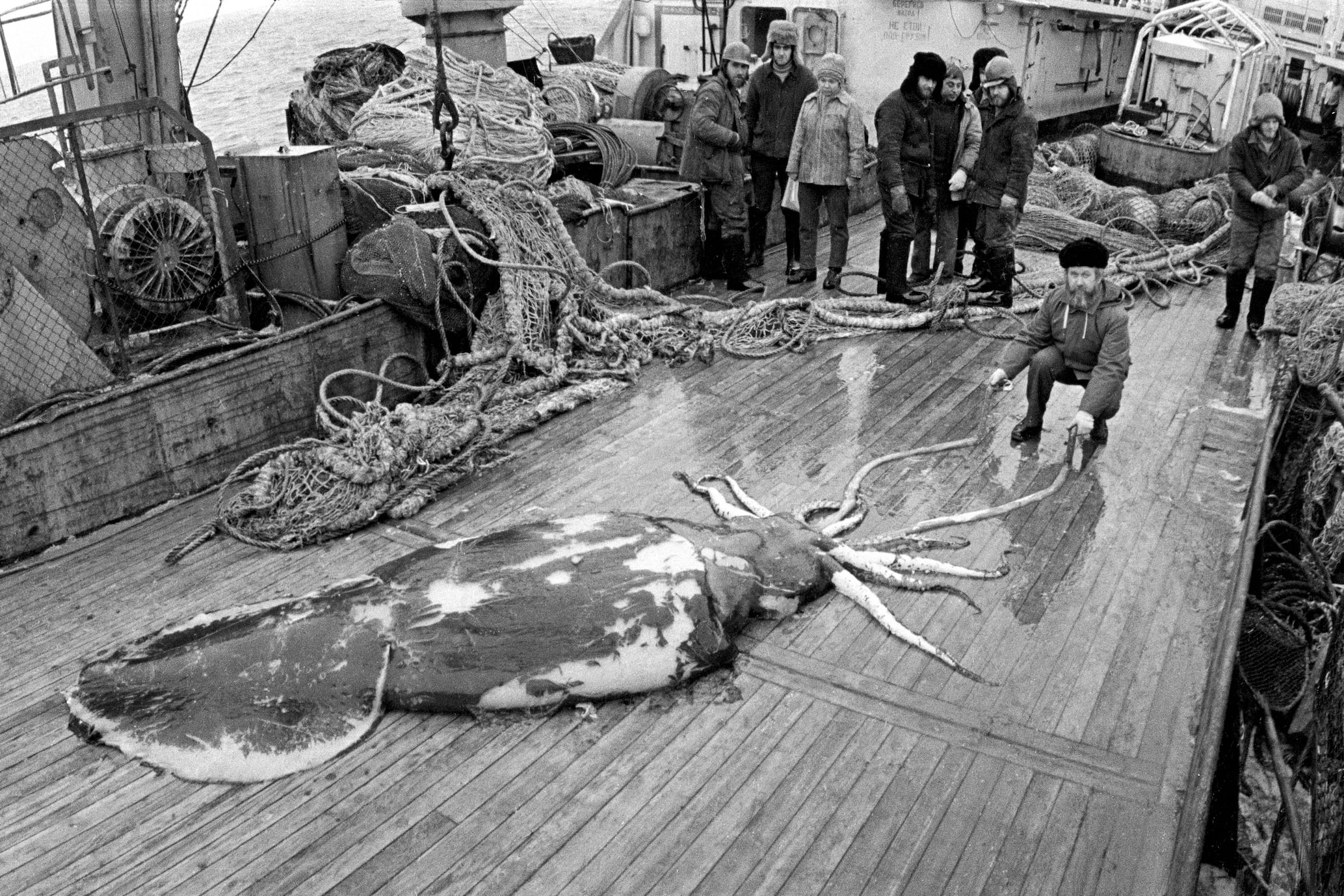 Rare photograph of a colossal squid