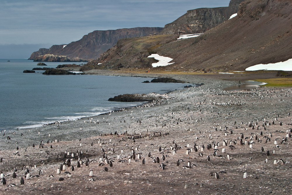 penguins on rocky beach south shetland penguins on rocky beach south shetland
