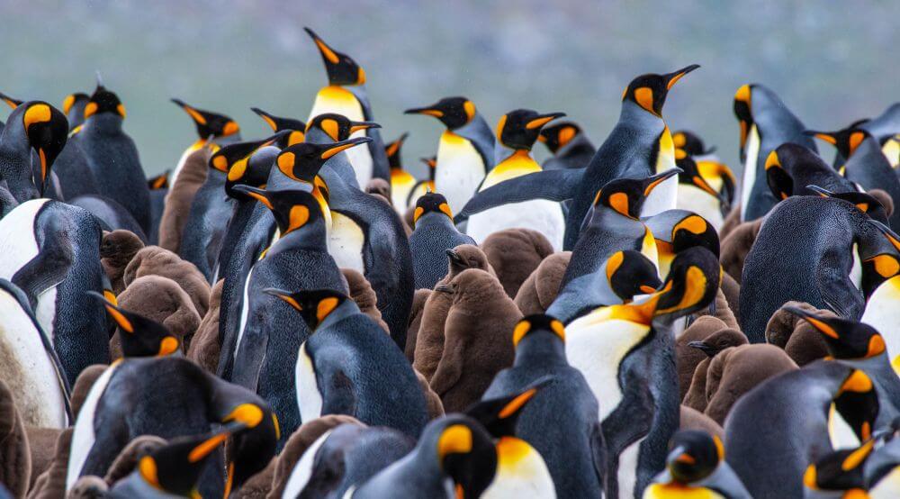 King penguins in South Georgia