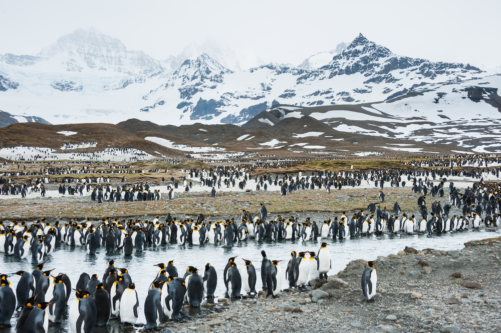 Penguin colony on South Georgia with snow capped mountains in the background Penguin colony on South Georgia with snow capped mountains in the background