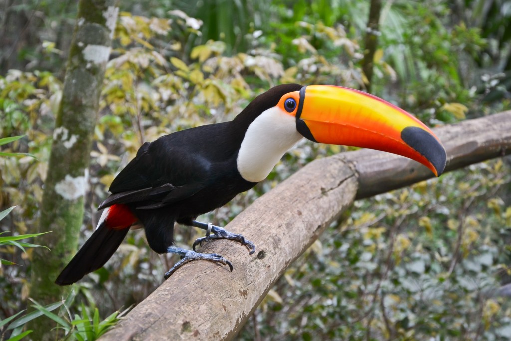 Toucan at Iguazu National Park. Toucan at Iguazu National Park.