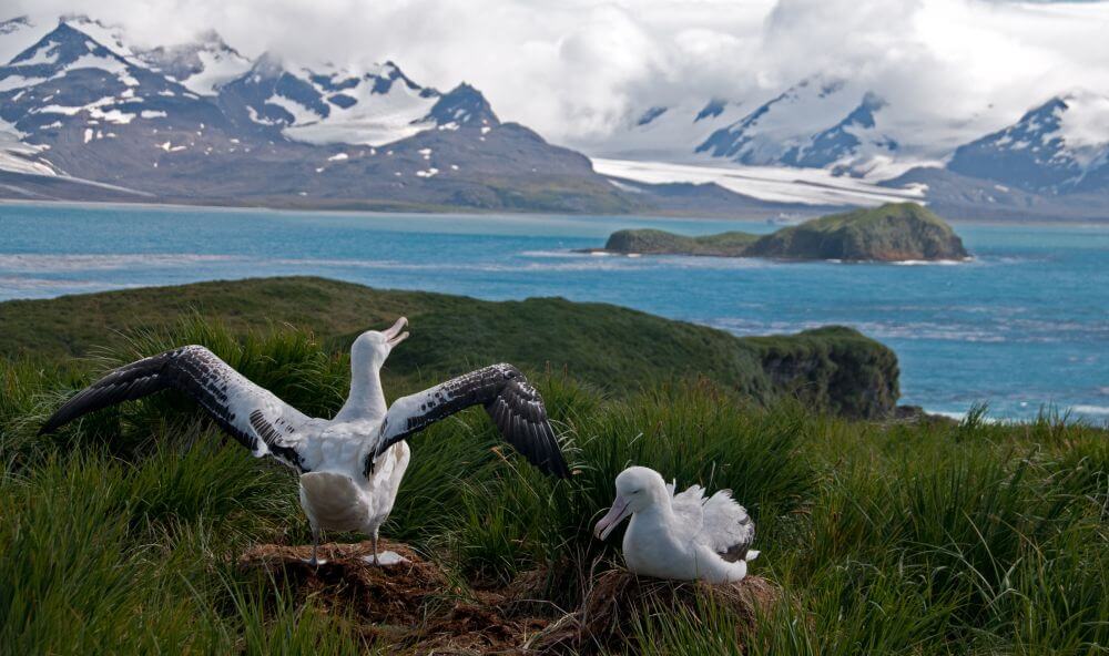 wandering albatross on South Georgia