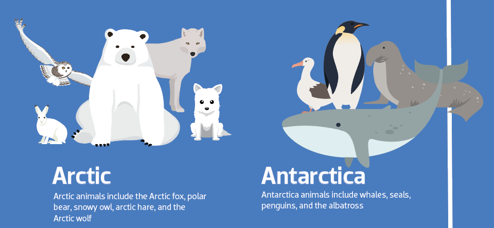 Animals arctic Animals arctic