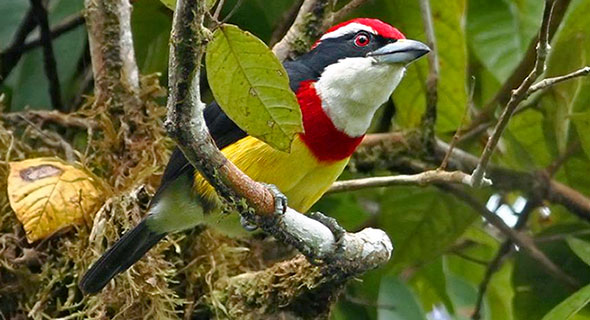 The Scarlet-banded Barbet. The Scarlet-banded Barbet.