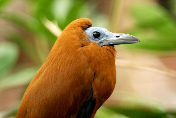 capuchonbird. capuchonbird.