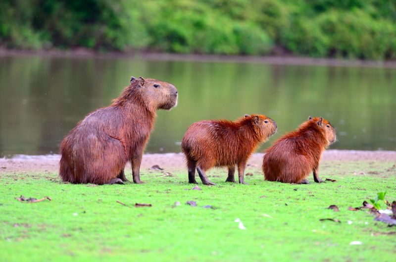 Capybaras in the Amazon