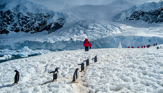 People from and Antarctica cruise walk with penguins across ice in Antarctica People from and Antarctica cruise walk with penguins across ice in Antarctica