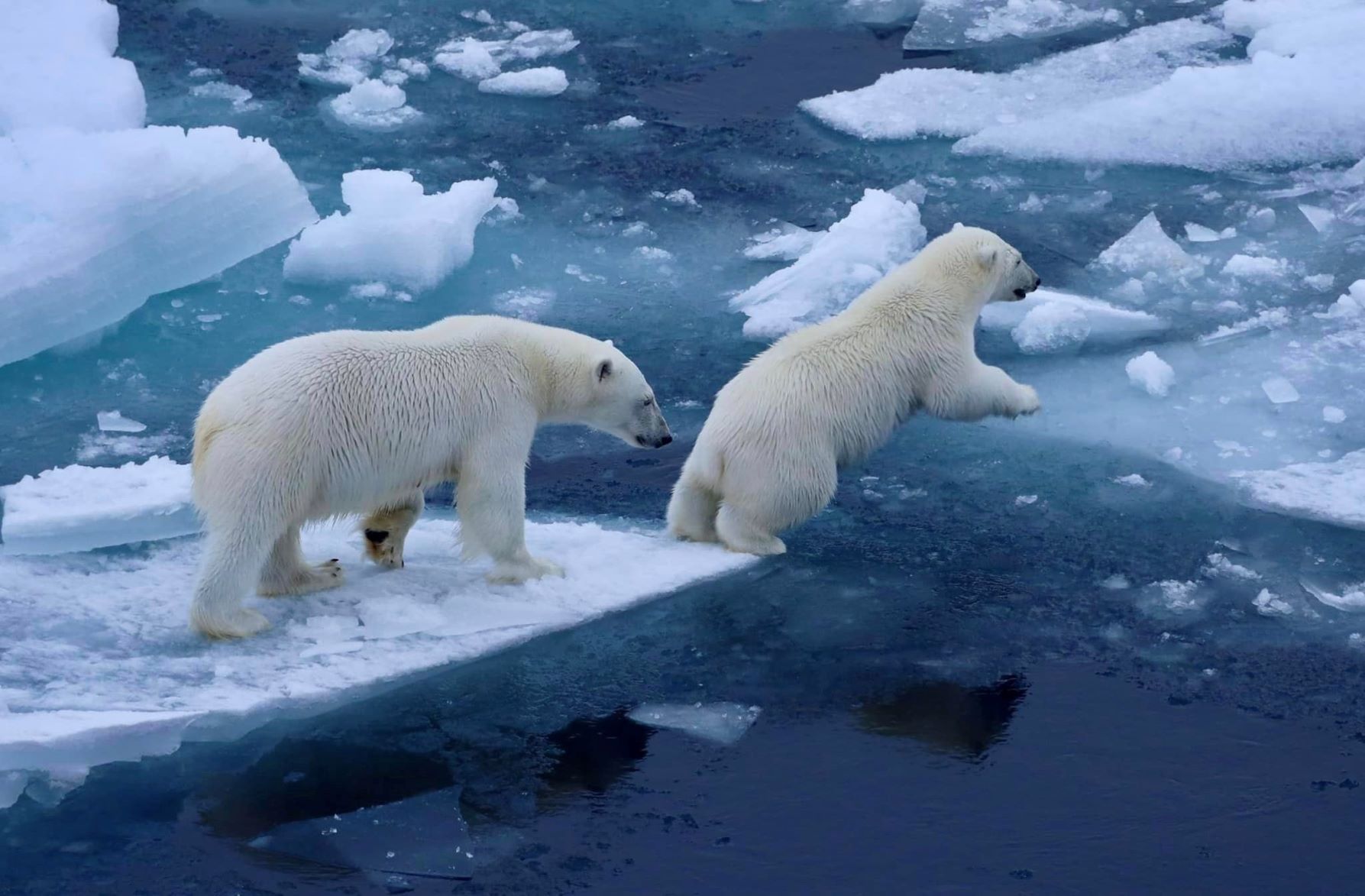 polar bears on Arctic ice