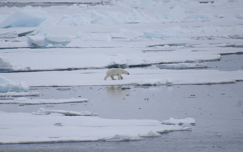 polar bear in Svalbard pack ice