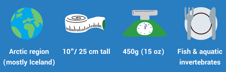 Puffin facts Puffin facts