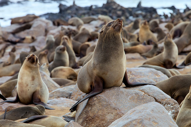 a seal colony