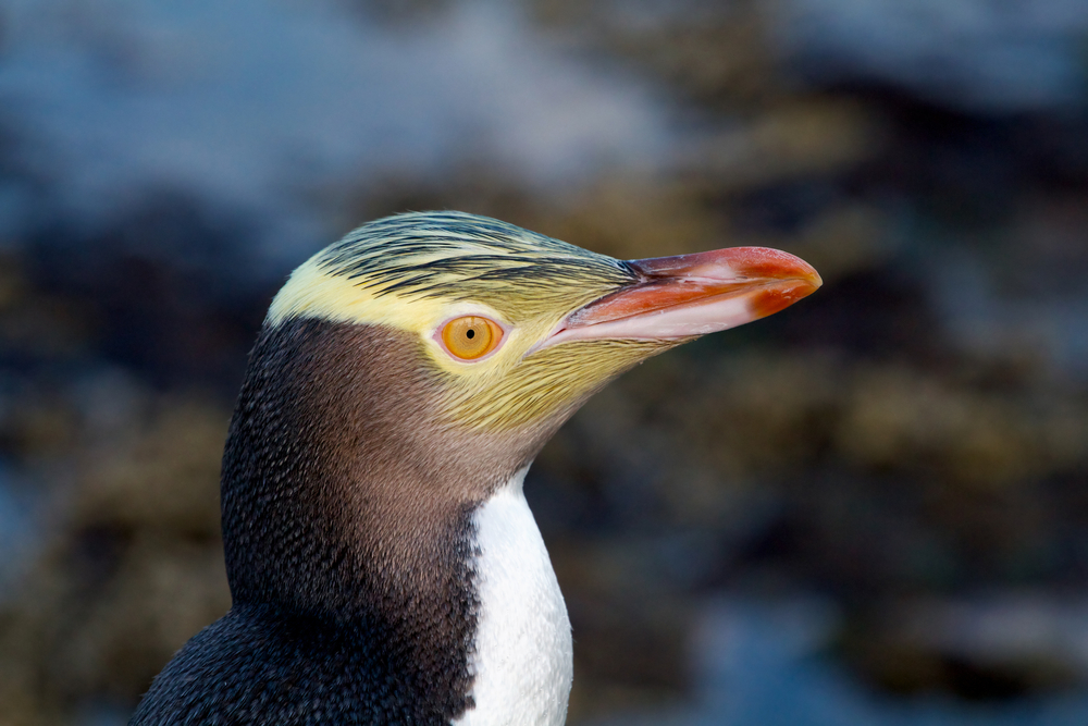 Yellow-eyed Penguins