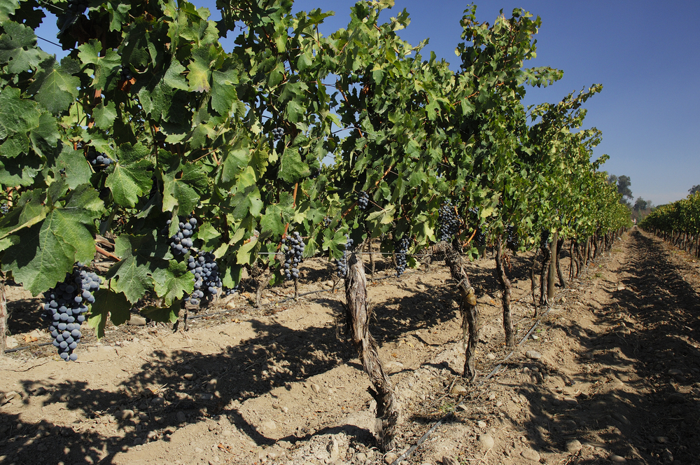 shutterstock_110422859