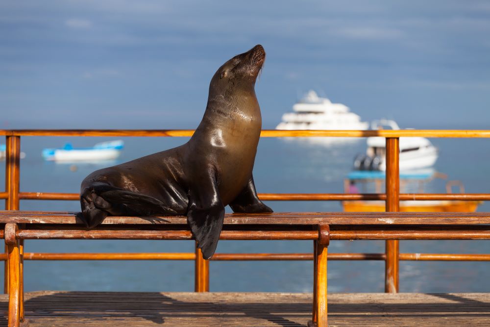 sea lion Galapagos Islands on pier