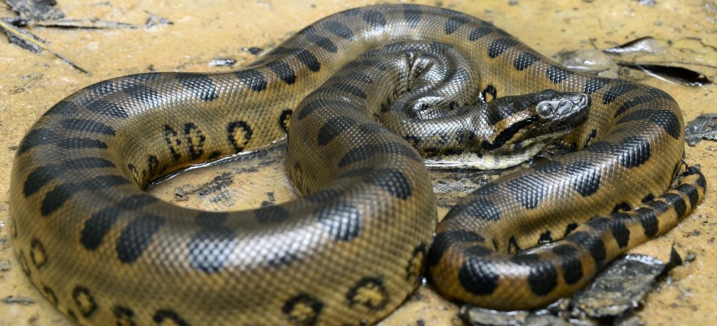 anaconda in the Amazon